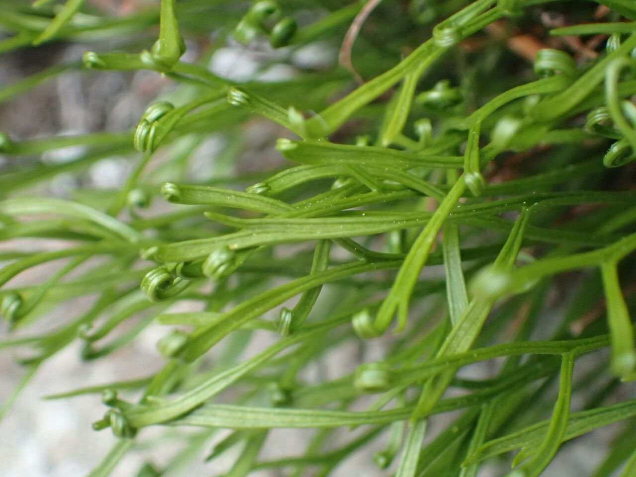 Asplenium septentrionale leaf
