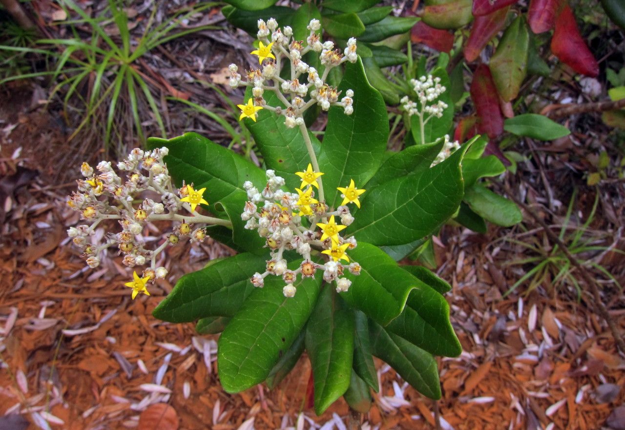 Argophyllum montanum — houseplant care guide