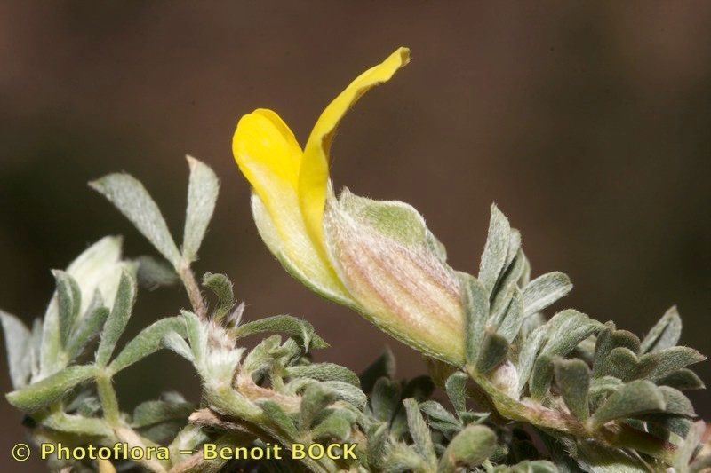 Leobordea tapetiformis other