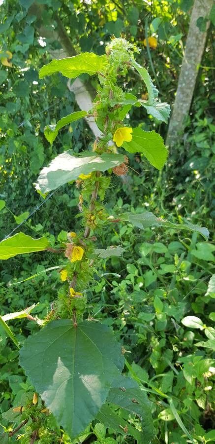 Malachra alceifolia flower