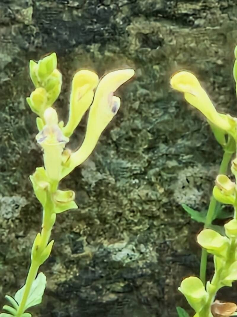 Scutellaria repens flower