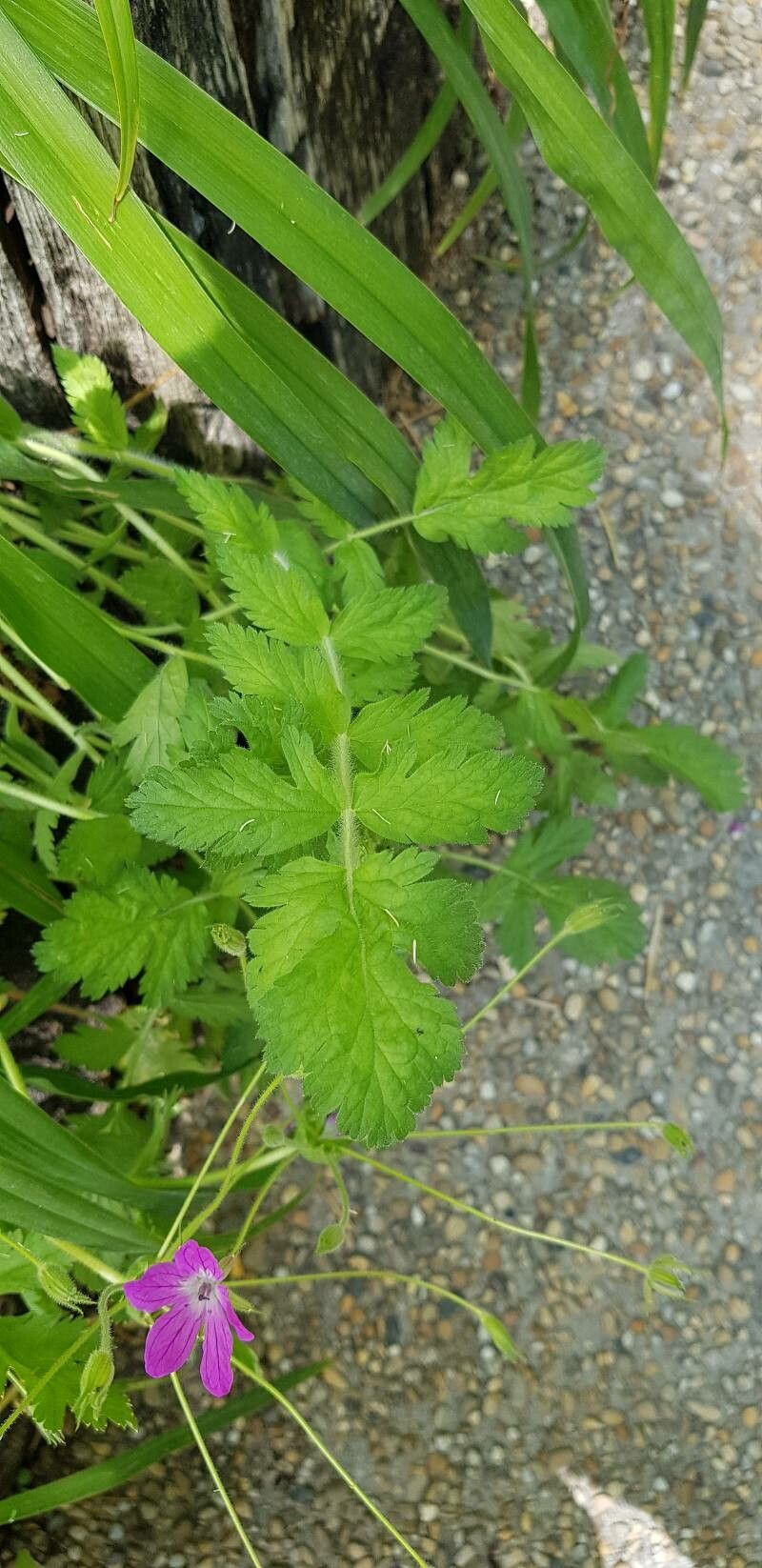 Erodium manescavi leaf
