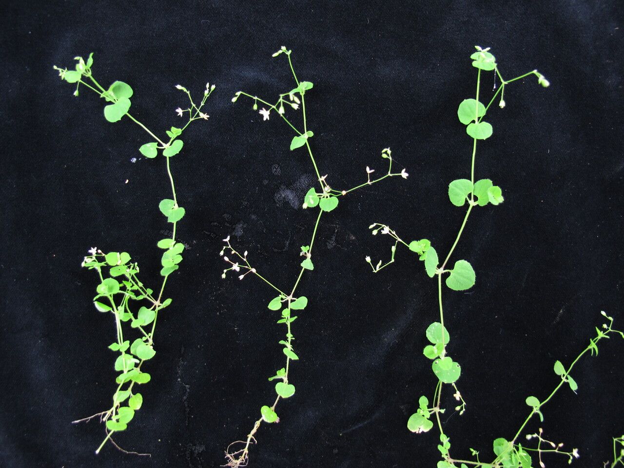 Drymaria diandra habit