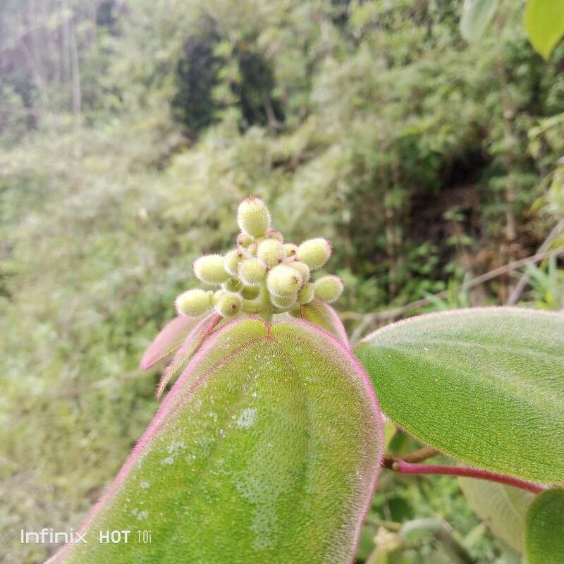 Miconia multiplinervia leaf
