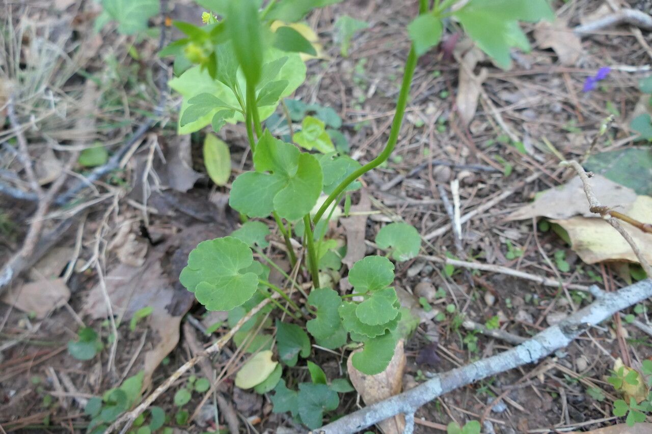 Ranunculus abortivus