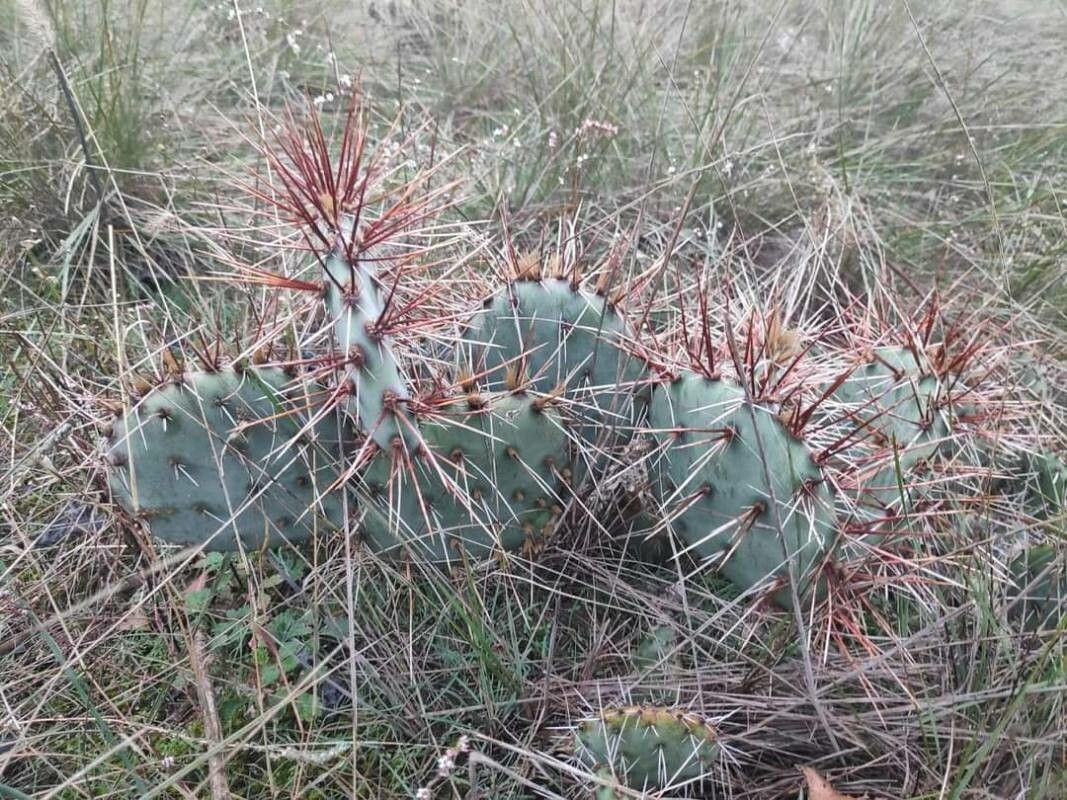 Opuntia littoralis leaf