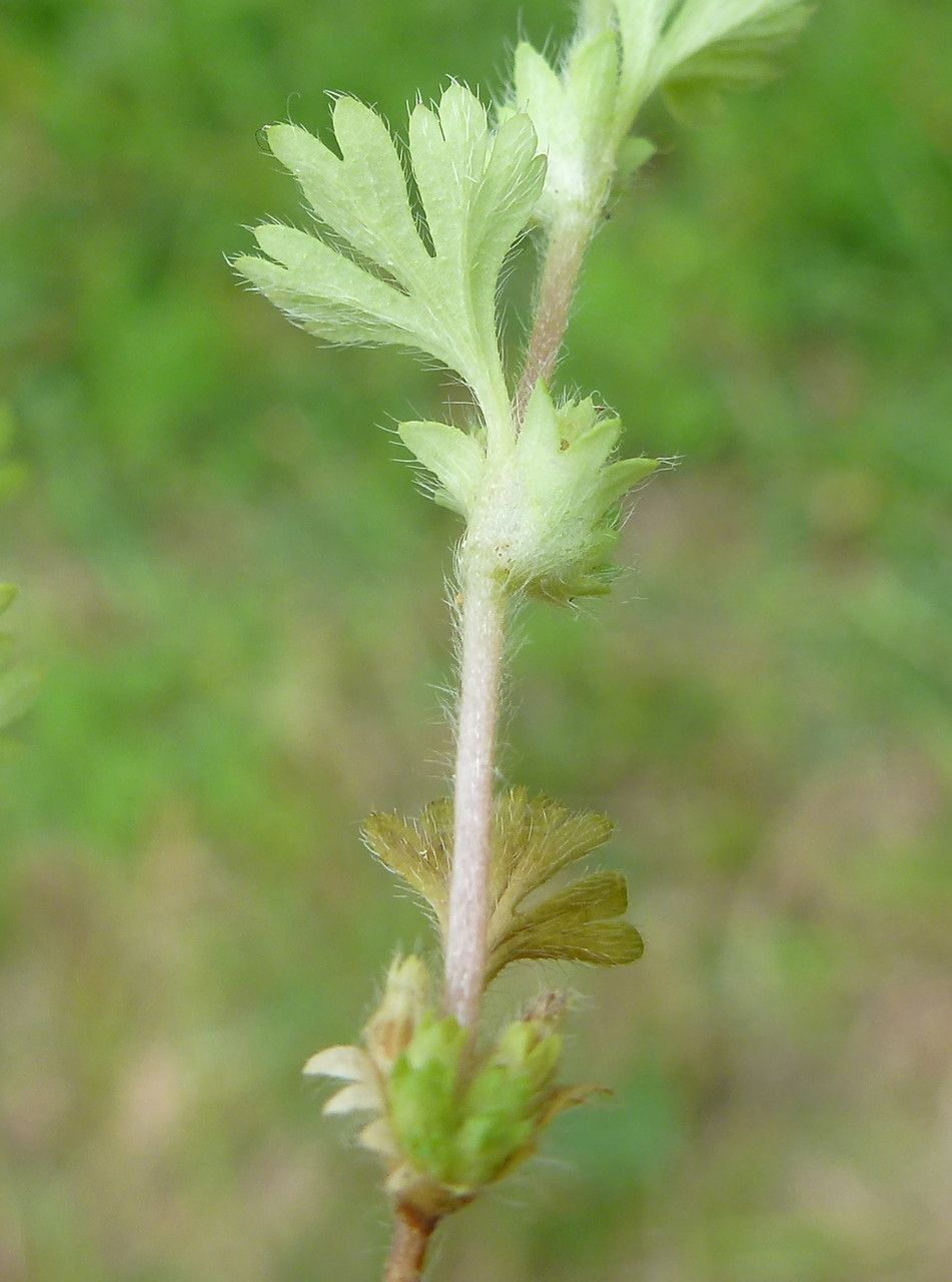Aphanes australis flower