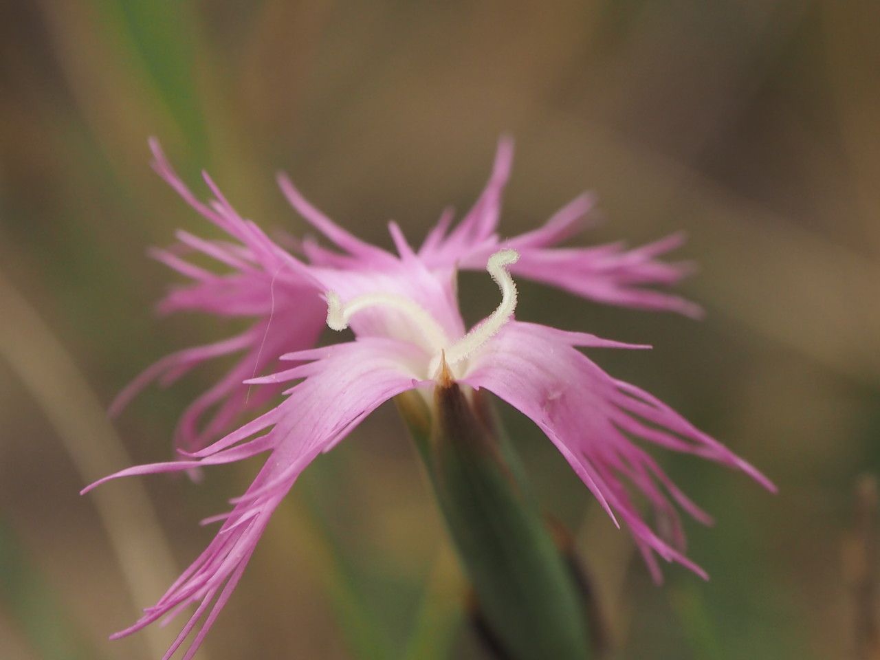 Dianthus hyssopifolius flower
