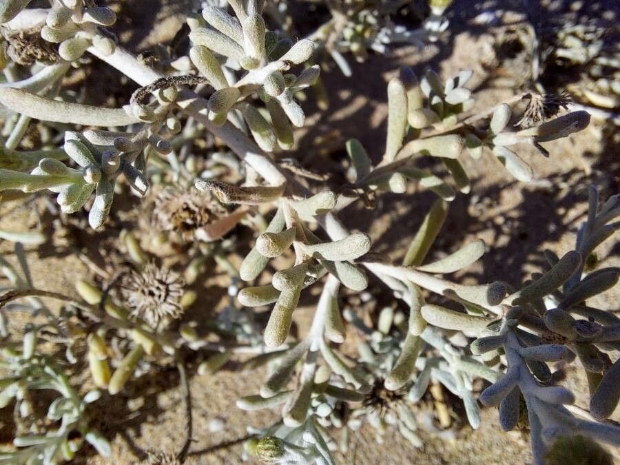 Pulicaria burchardii — related species from the same genus