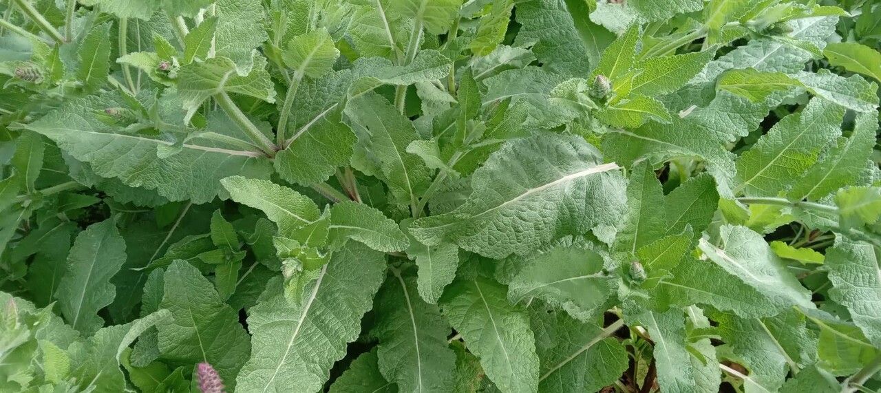 Salvia × digenea leaf