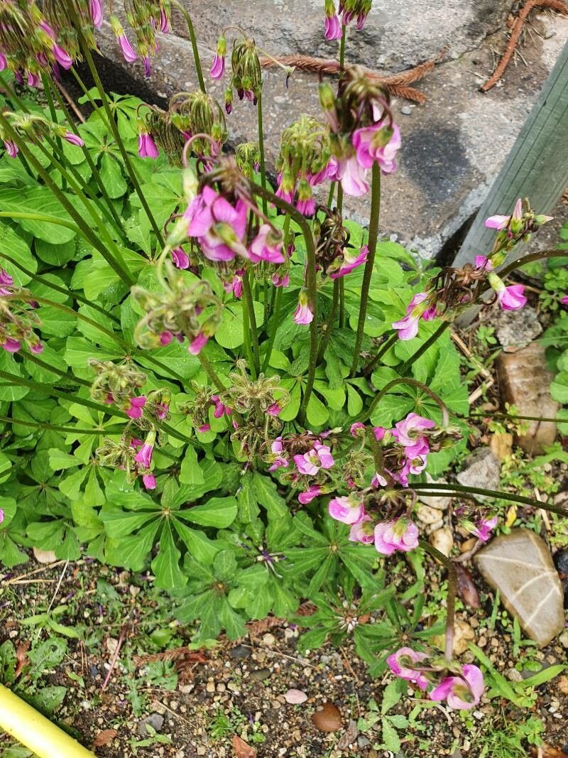 Oxalis lasiandra flower
