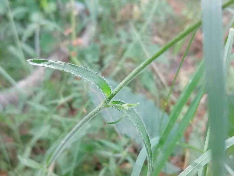 Silene nemoralis — houseplant care guide