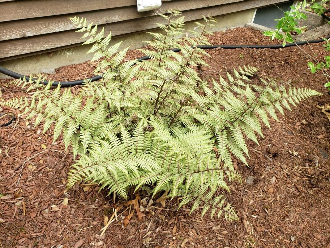 Anisocampium niponicum habit