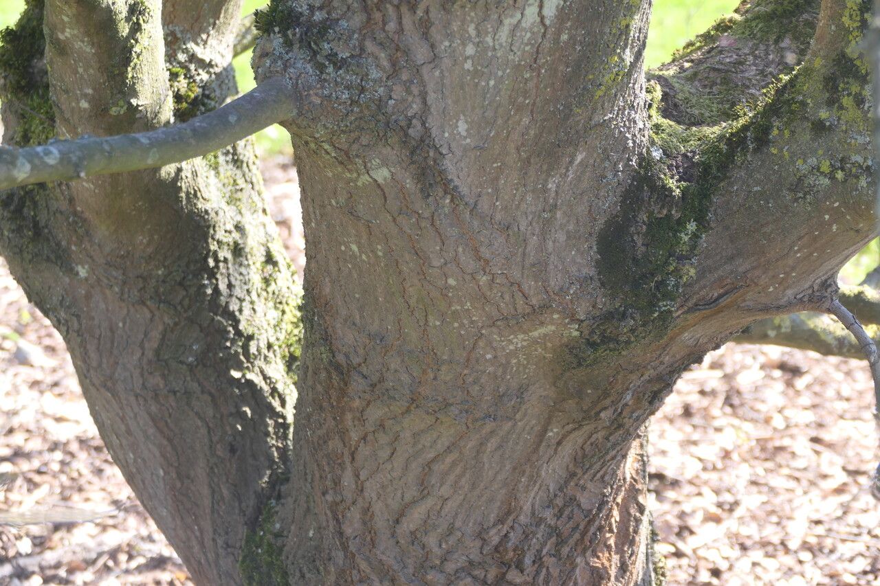 Acer × coriaceum bark