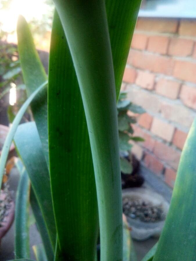 Cyrtanthus elatus bark