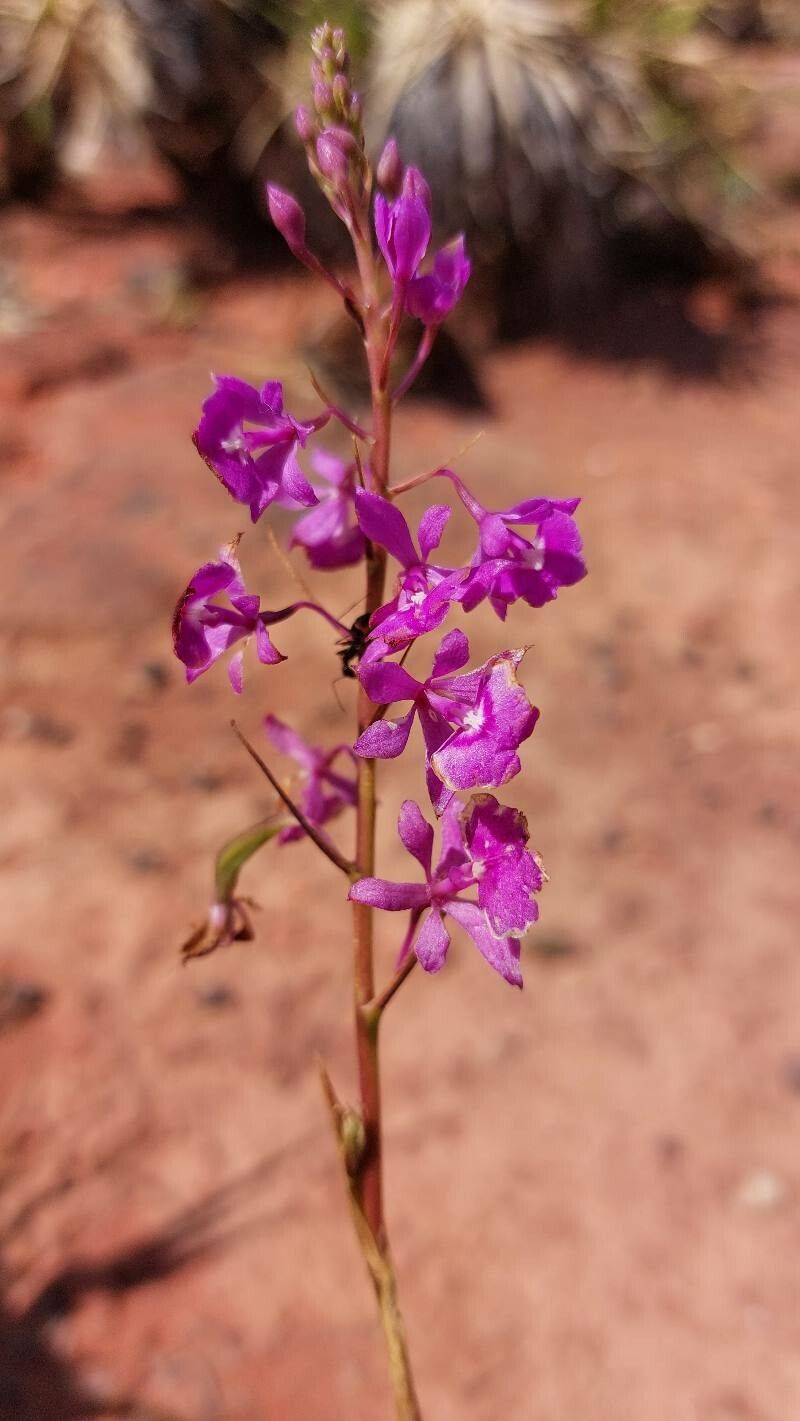 Epidendrum campestre flower
