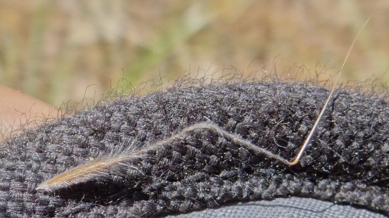 Stipa nelsonii — search result for 'Stipa'