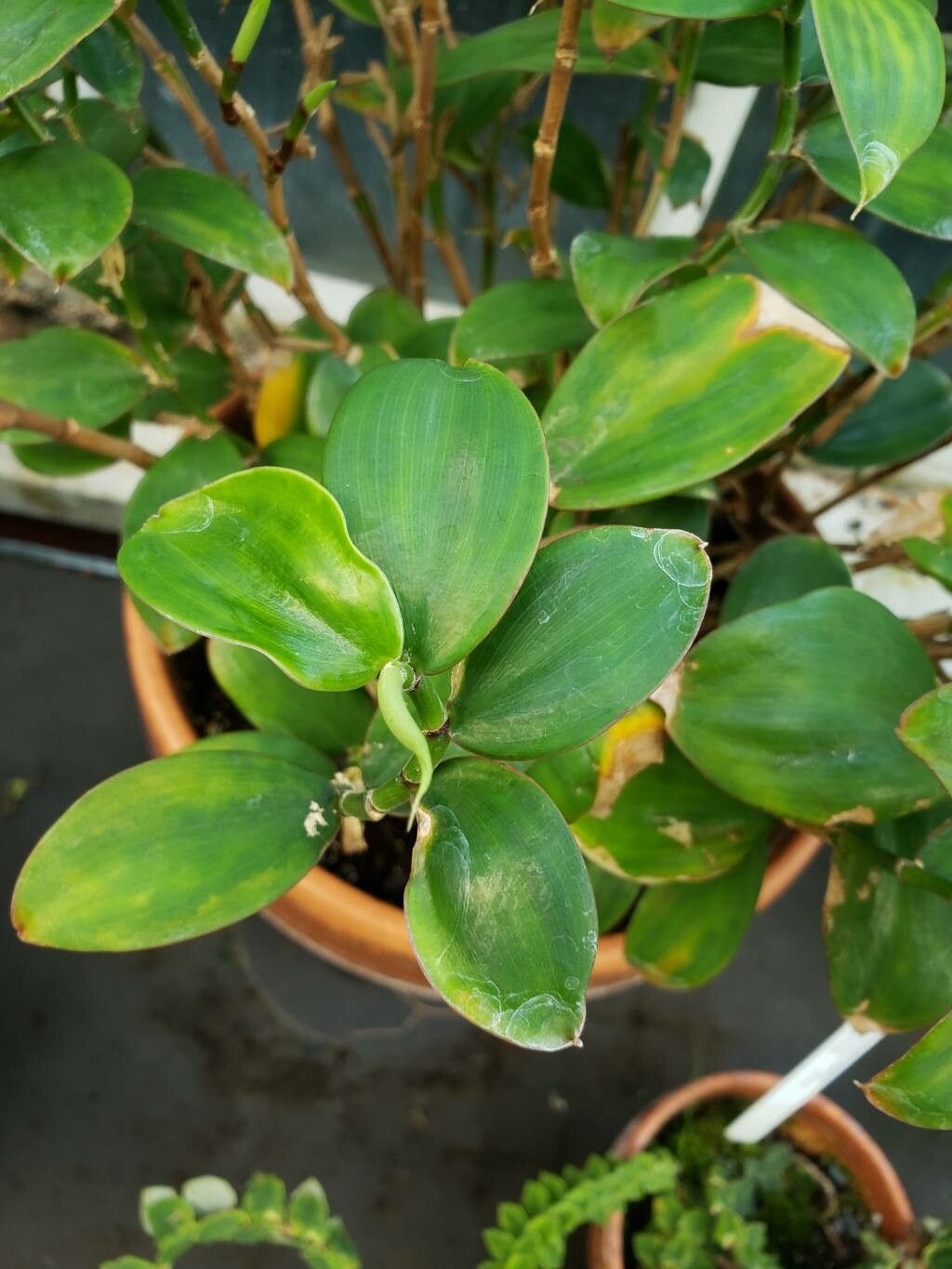 Monocostus uniflorus leaf