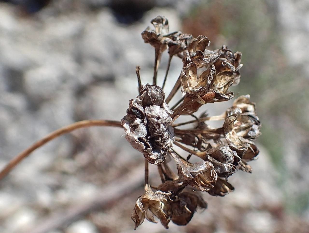 Allium lusitanicum fruit