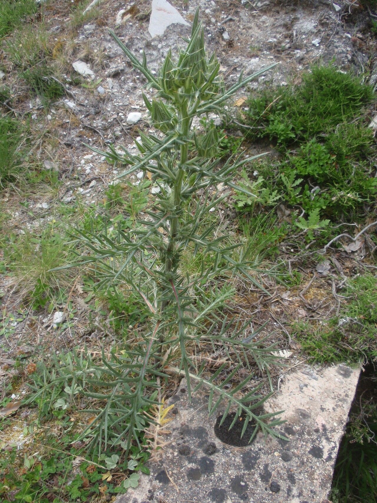 Cirsium odontolepis habit