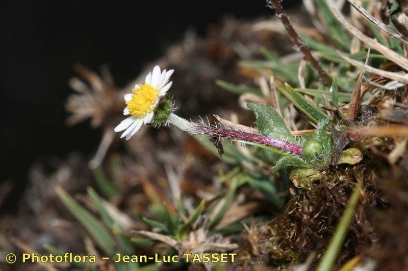 Bellium nivale habit
