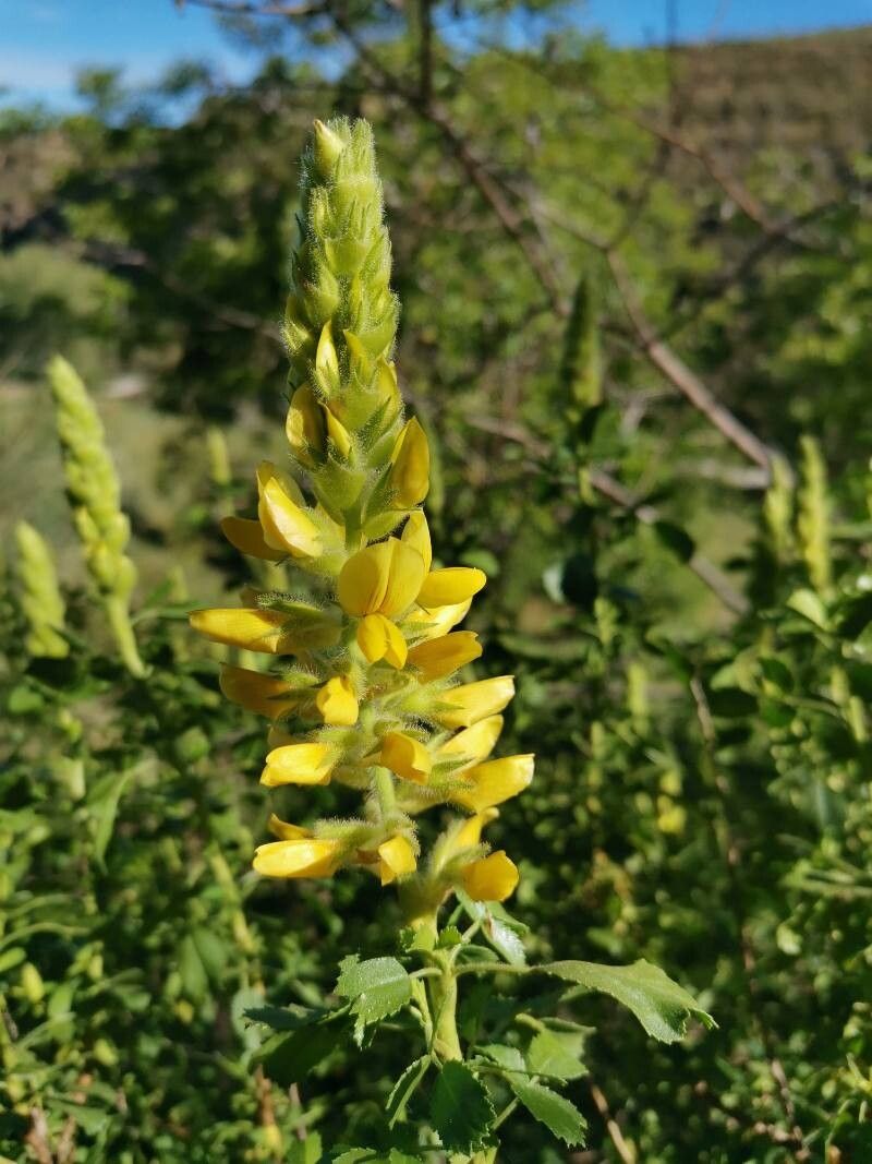 Ononis speciosa flower