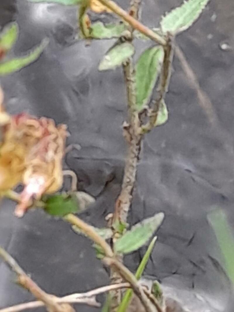 Cuphea glutinosa bark