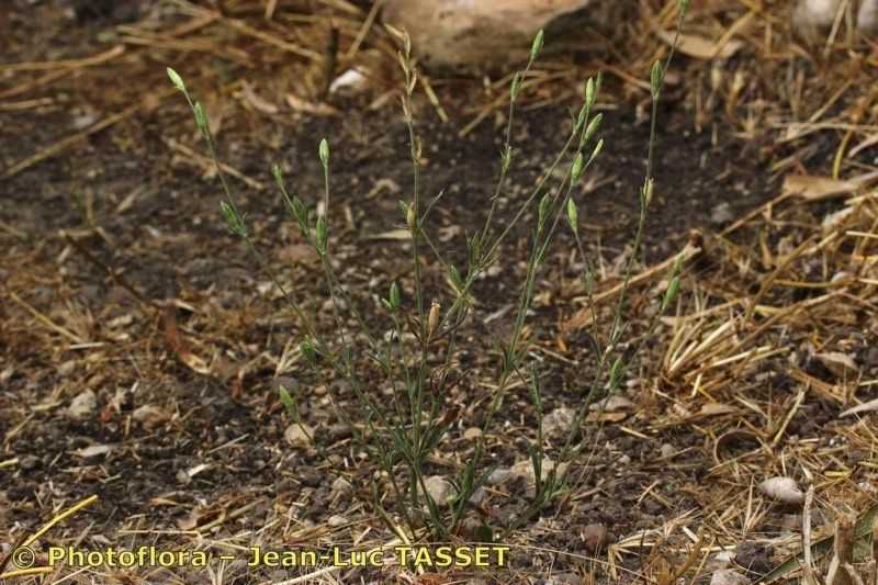 Silene inaperta habit