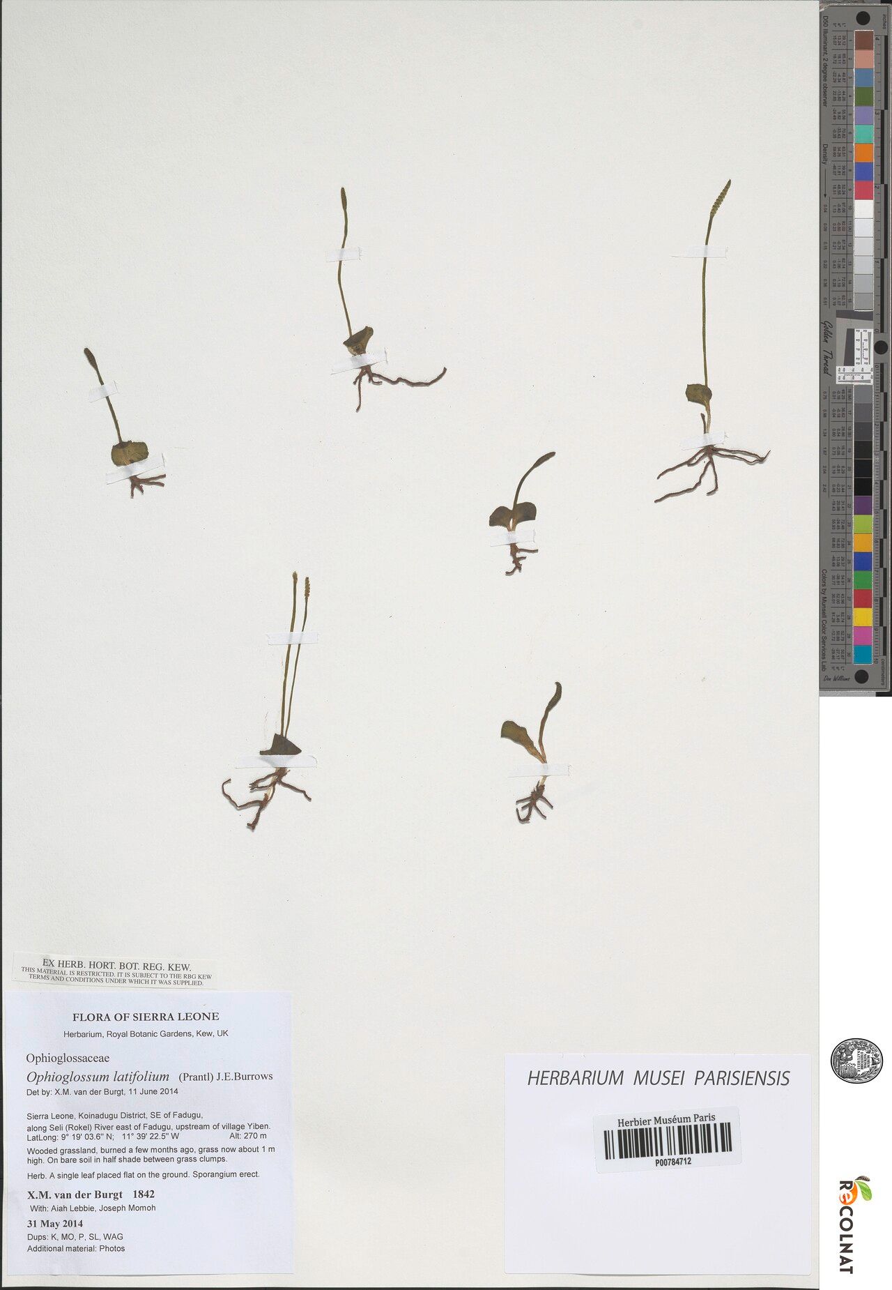 Ophioglossum latifolium — houseplant care guide