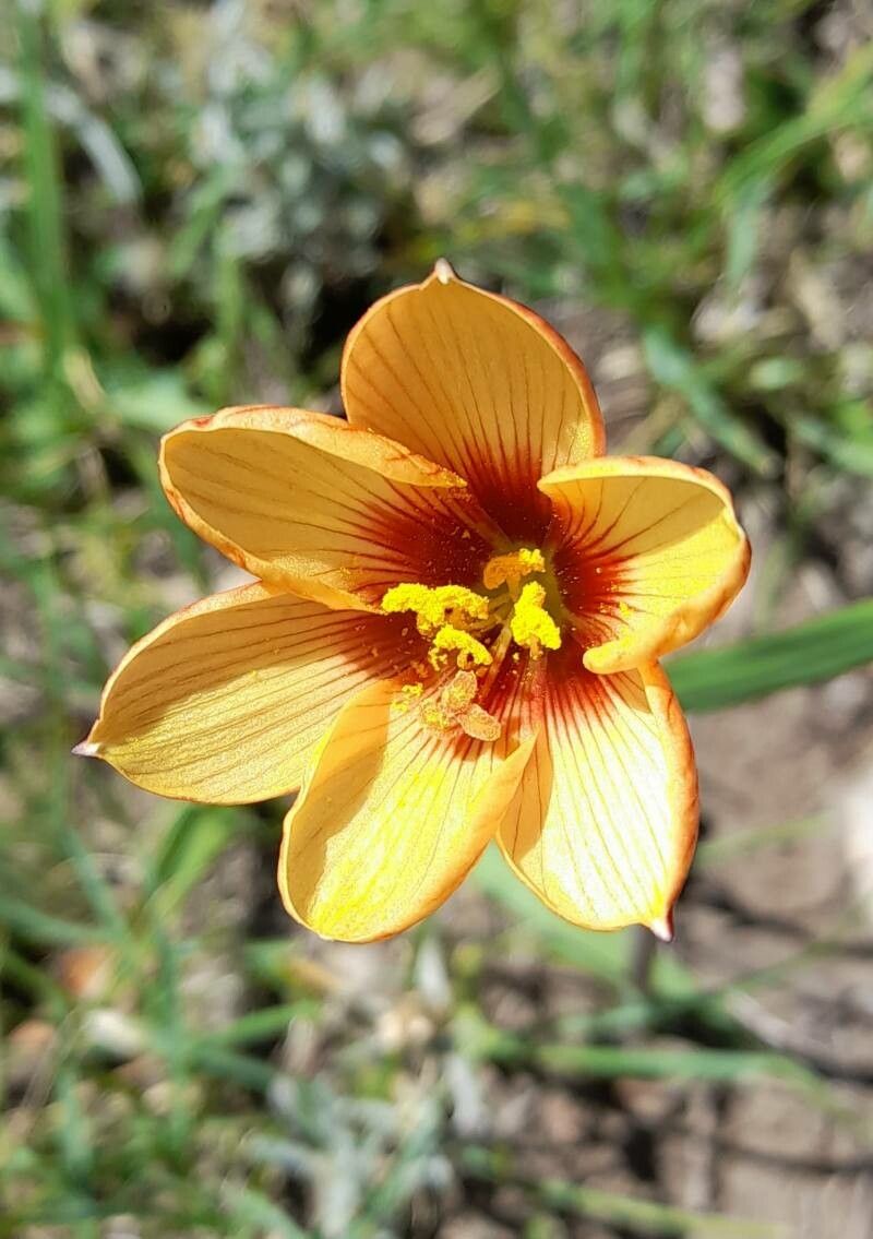 Habranthus tubispathus — related species from the same genus