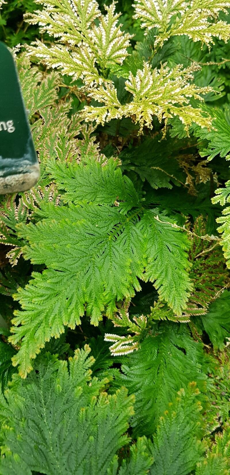 Selaginella vogelii — search result for 'Selaginella'