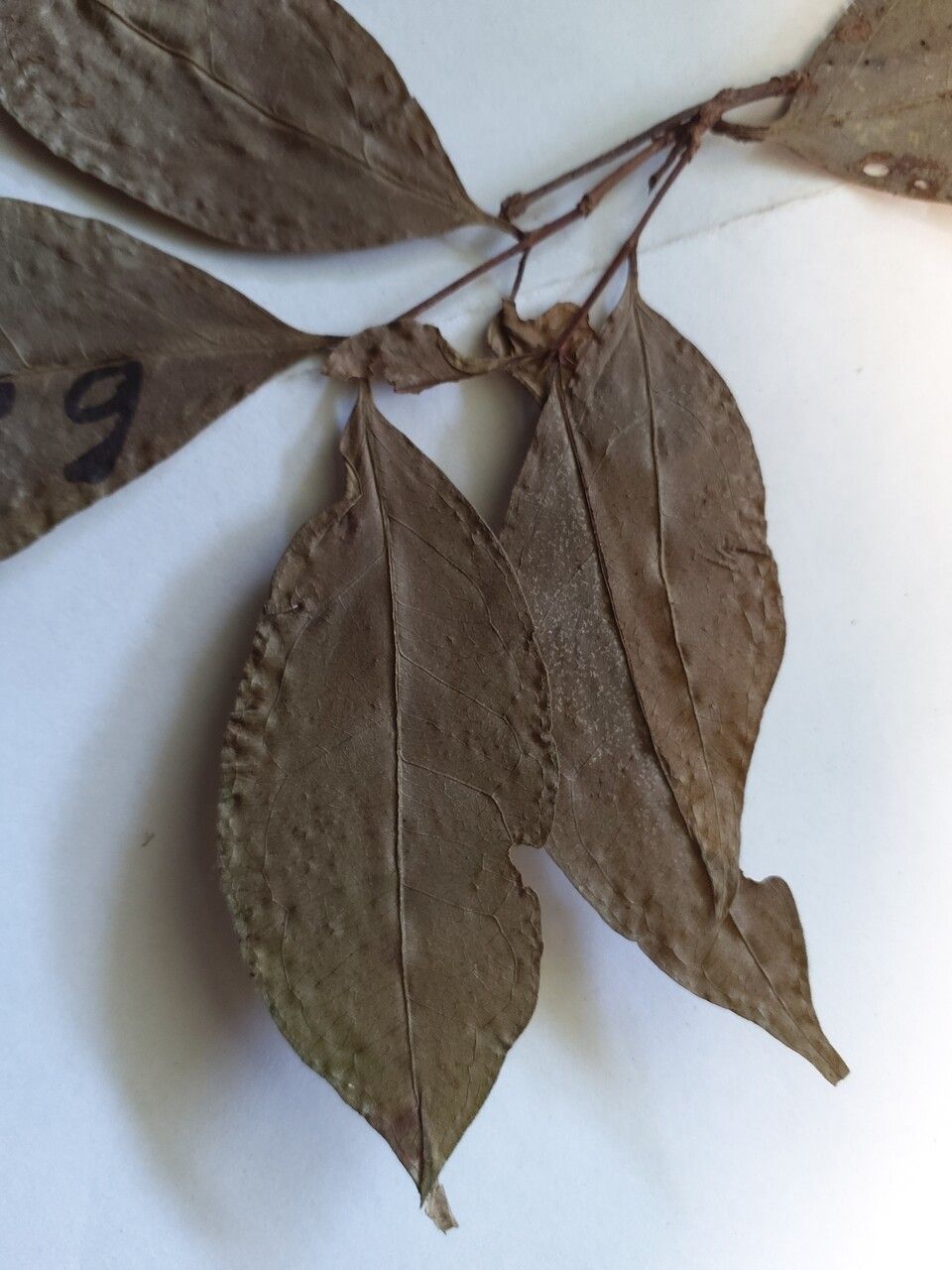 Eugenia patrisii leaf