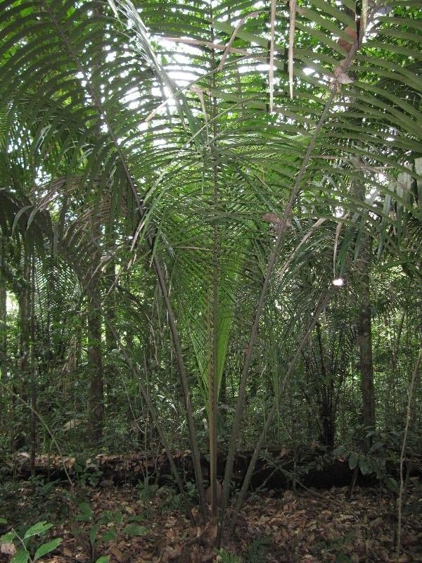 Lecythis idatimon habit