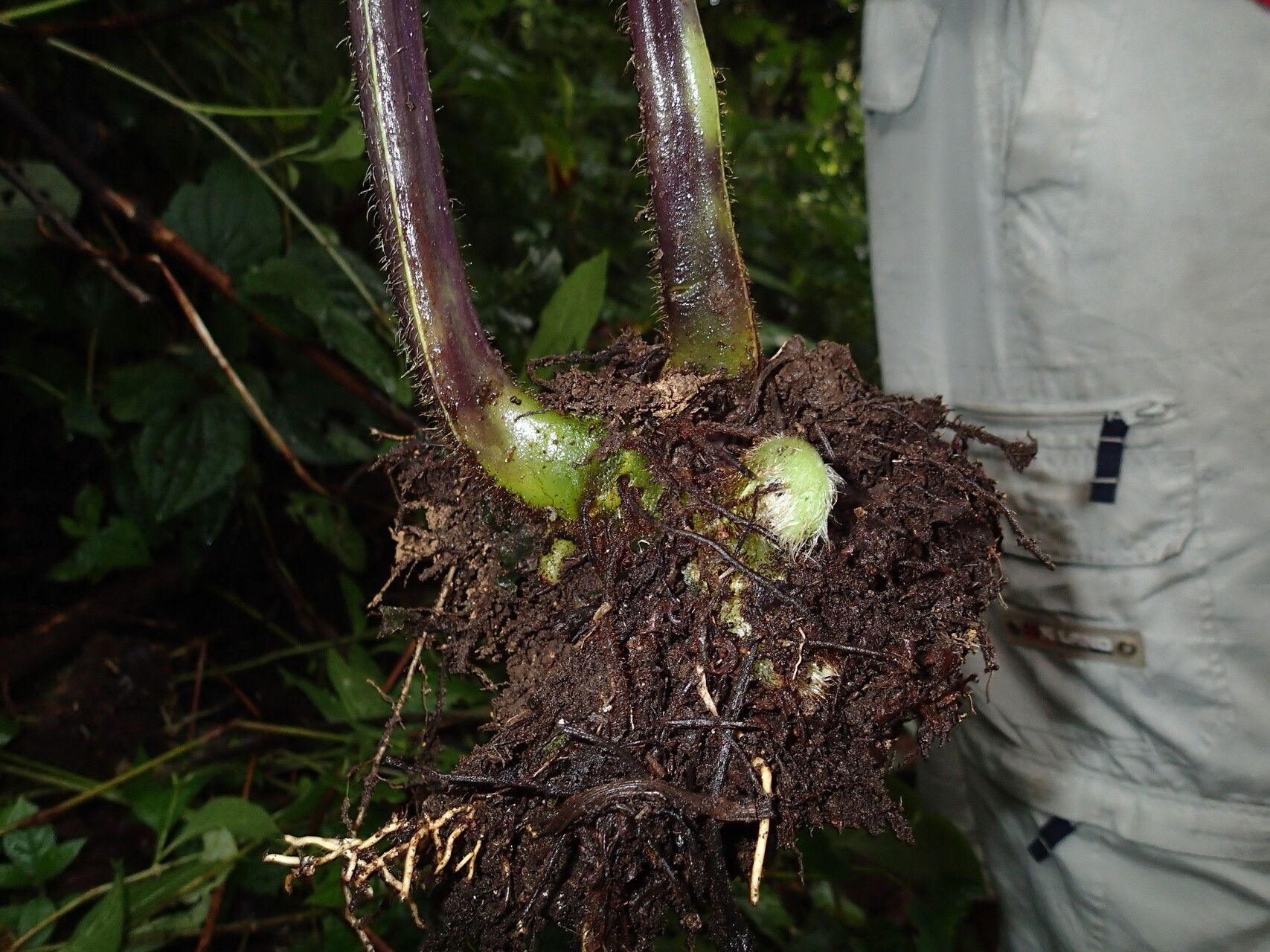 Lonchitis occidentalis other