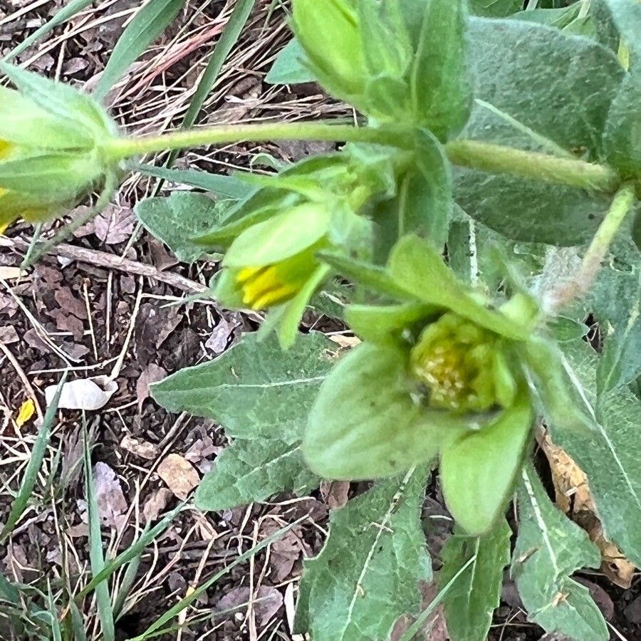 Lindheimera texana flower