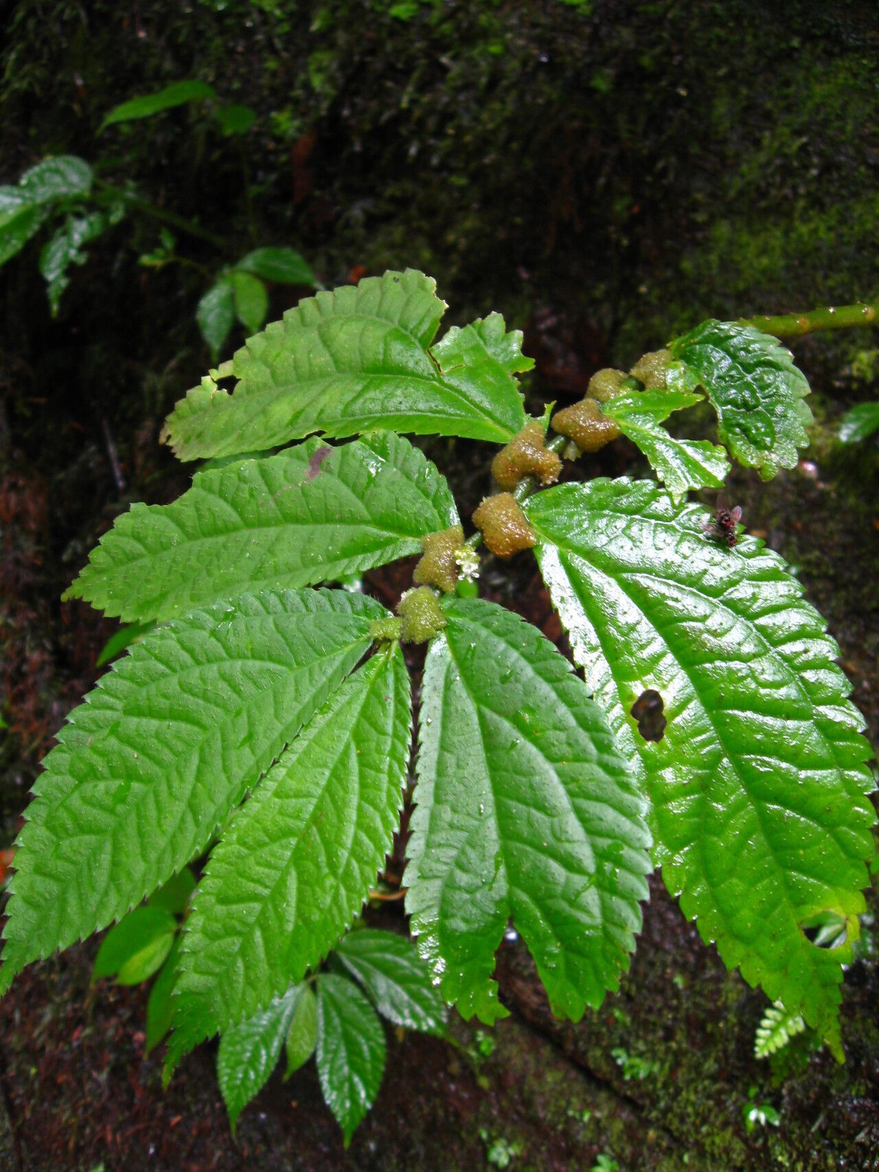Elatostema welwitschii habit