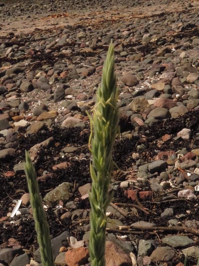 Leymus arenarius flower