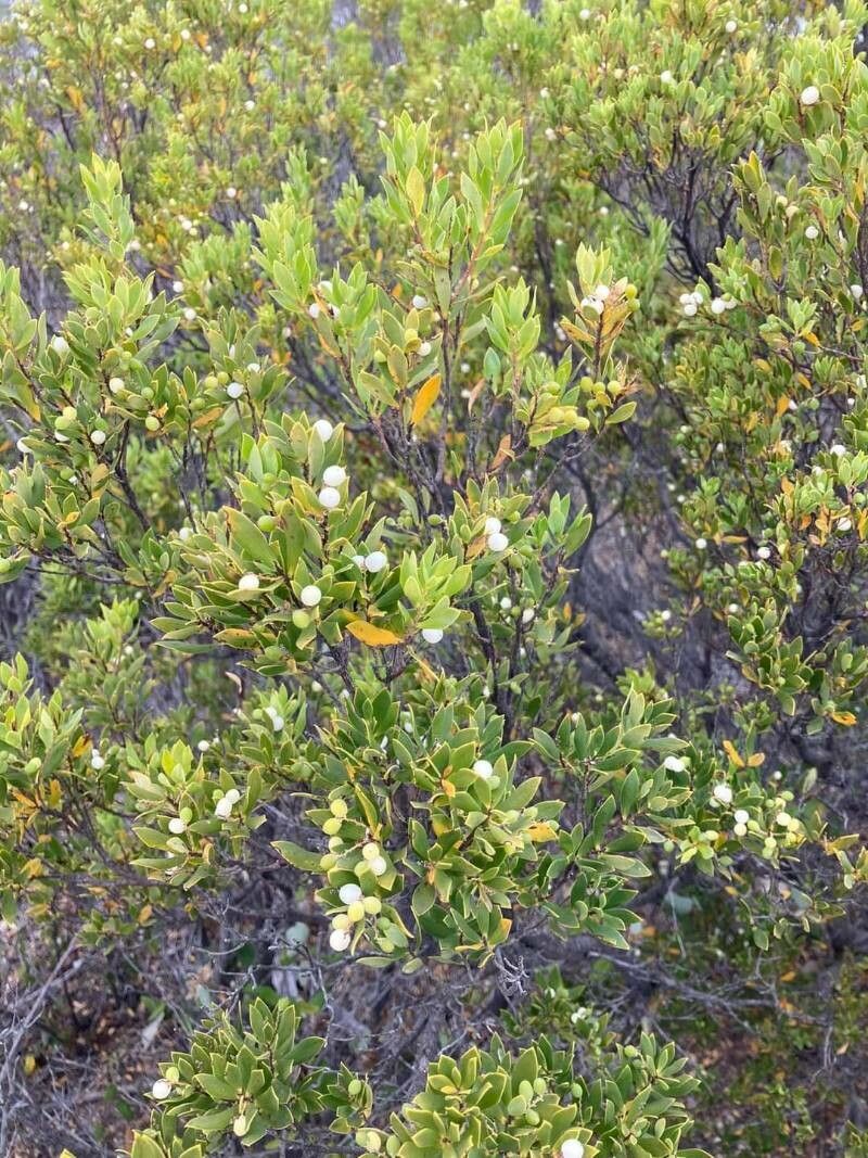Leucopogon parviflorus fruit