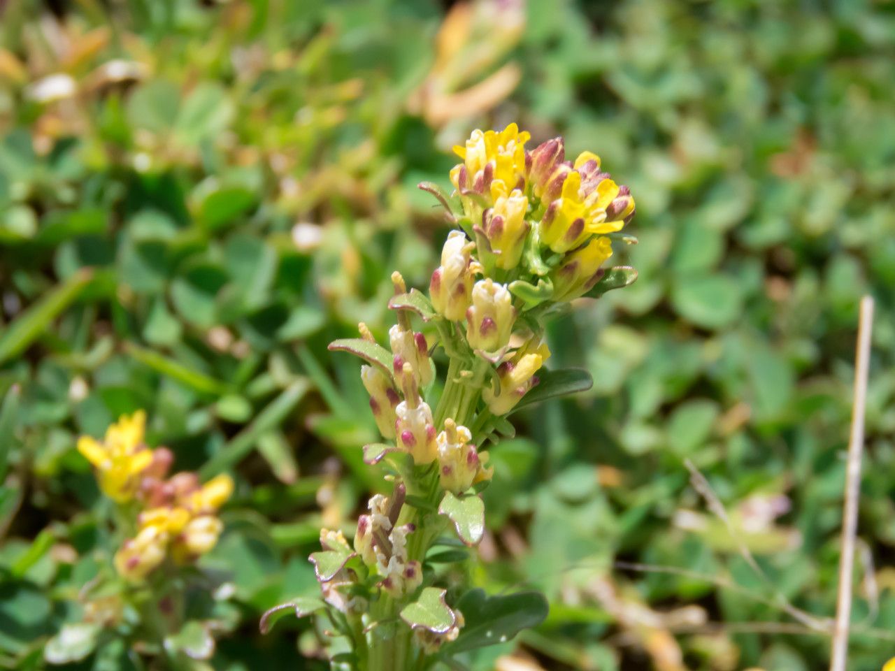 Barbarea bracteosa flower