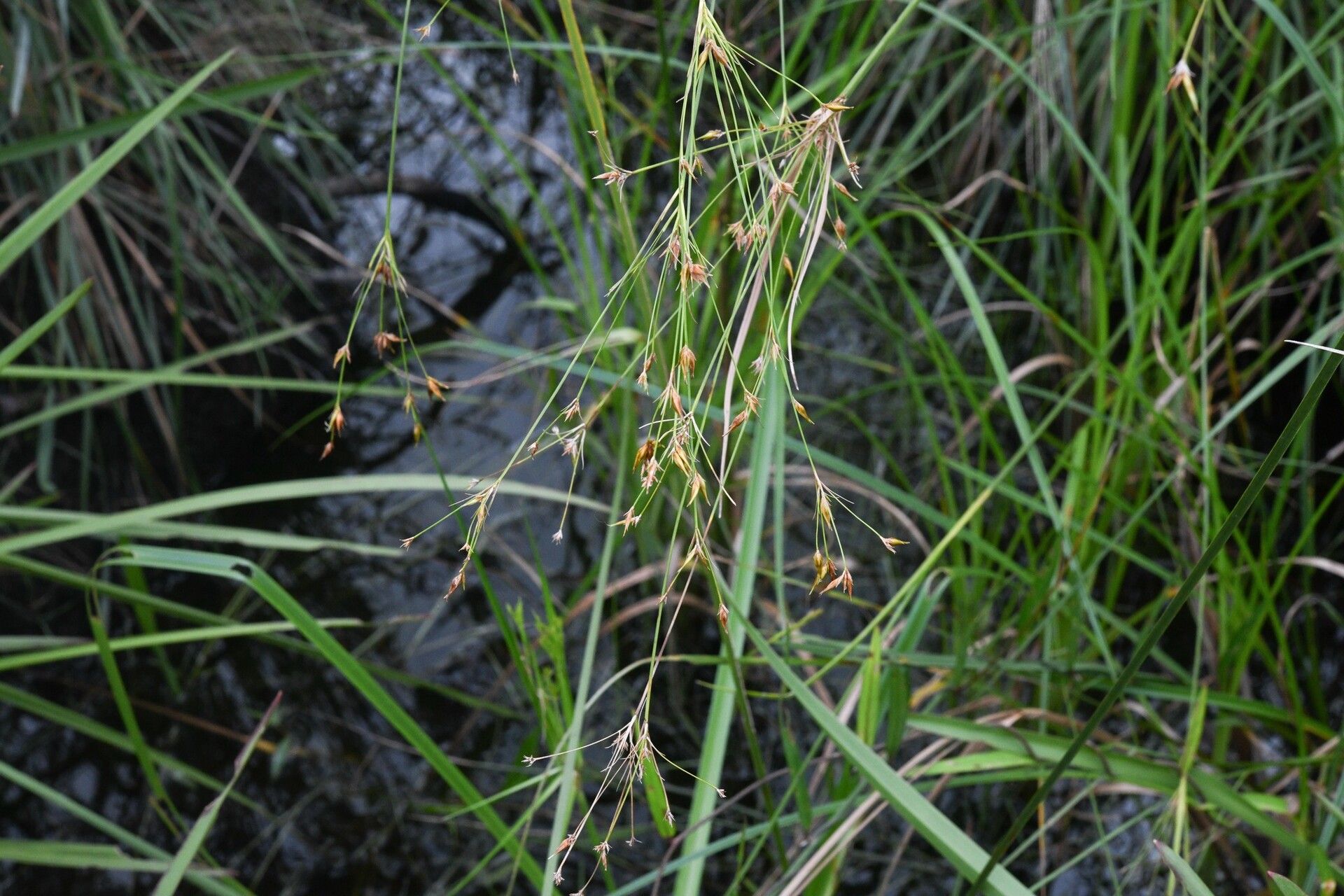 Rhynchospora triflora flower