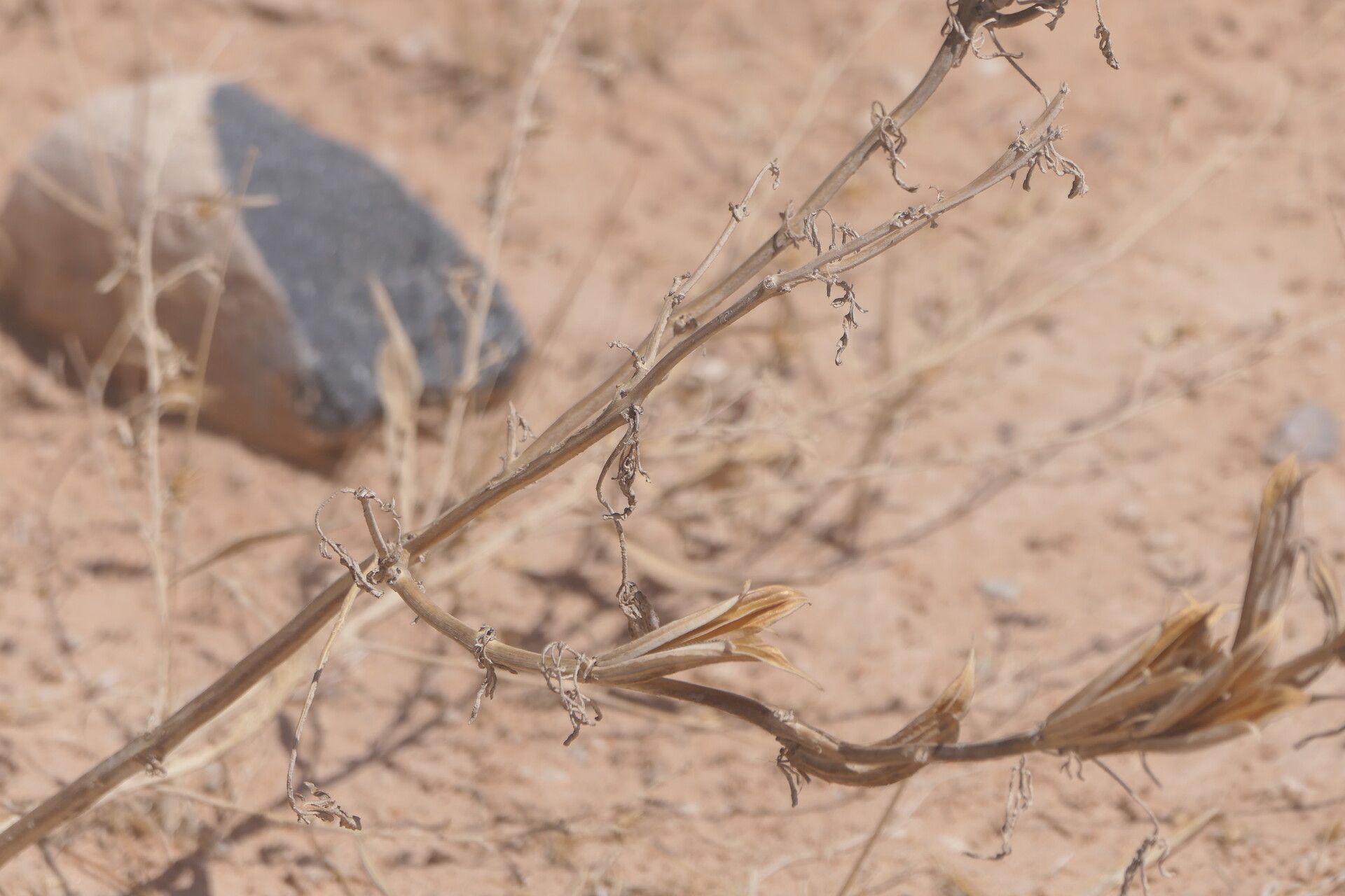 Sesamum triphyllum habit