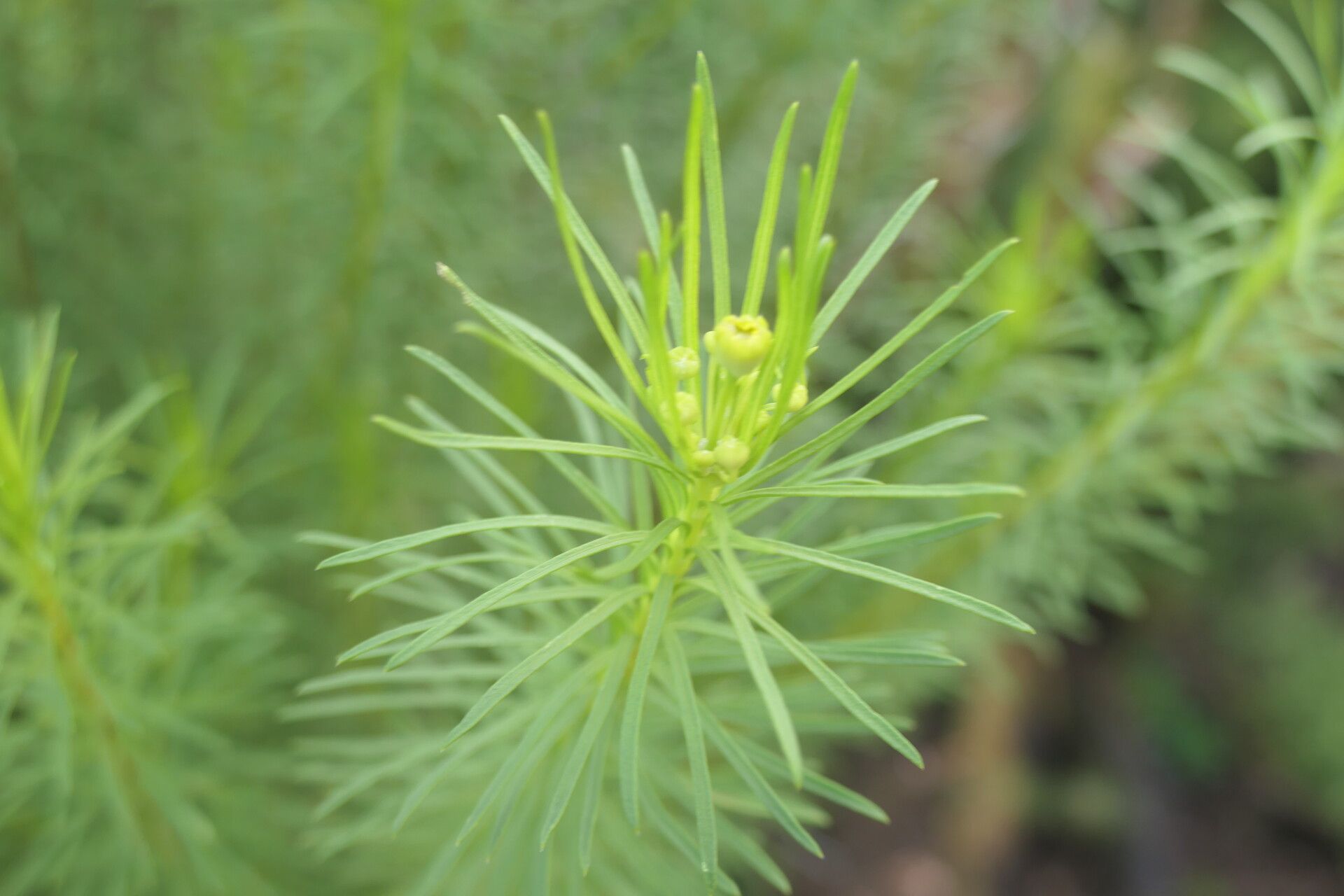 Coleonema album — related species from the same genus