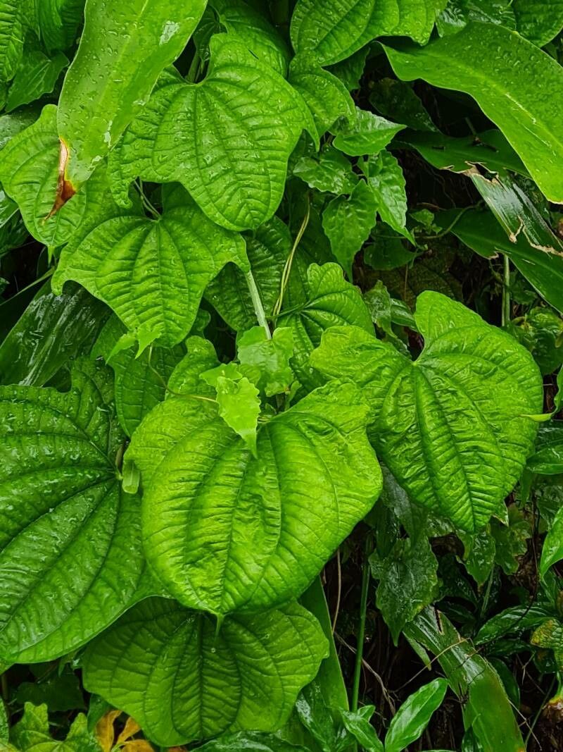 Dioscorea sansibarensis leaf