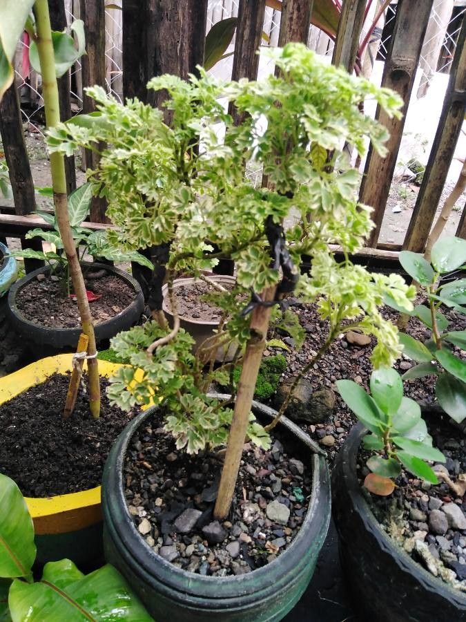 Pelargonium gibbosum leaf