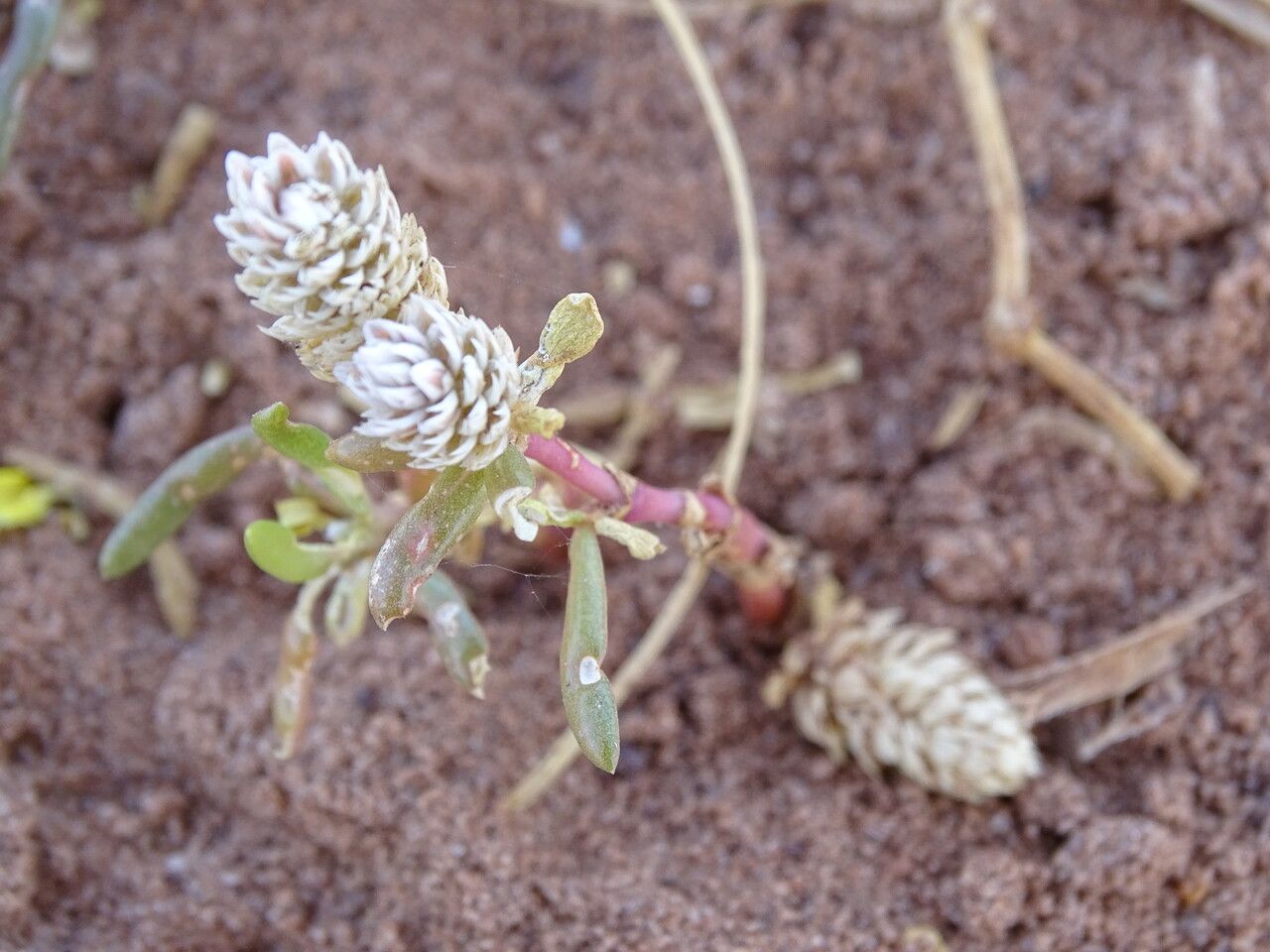 Blutaparon vermiculare flower