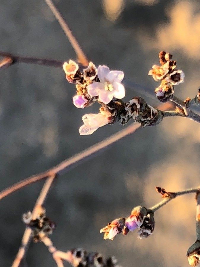 Limonium costae flower