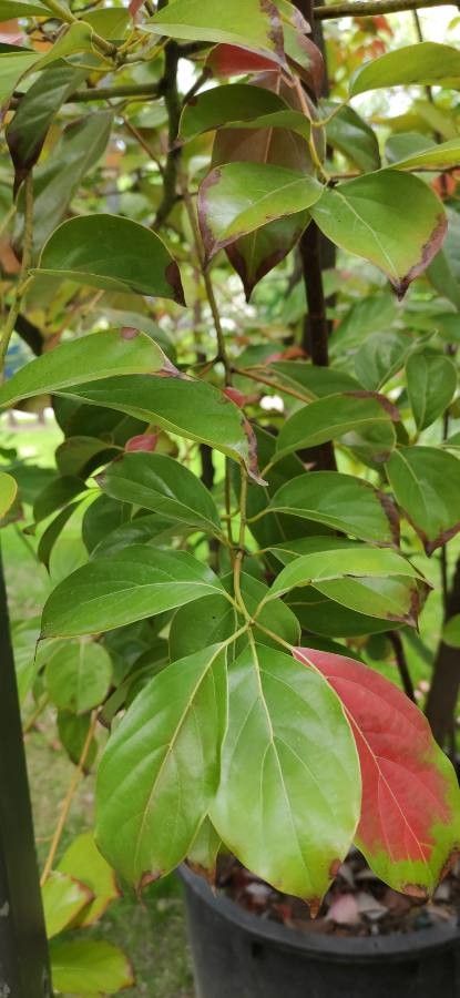 Cinnamomum glanduliferum — search result for 'Lauraceae'