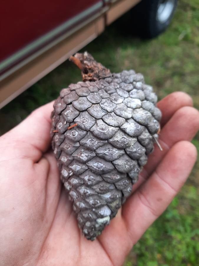 Pinus caribaea fruit