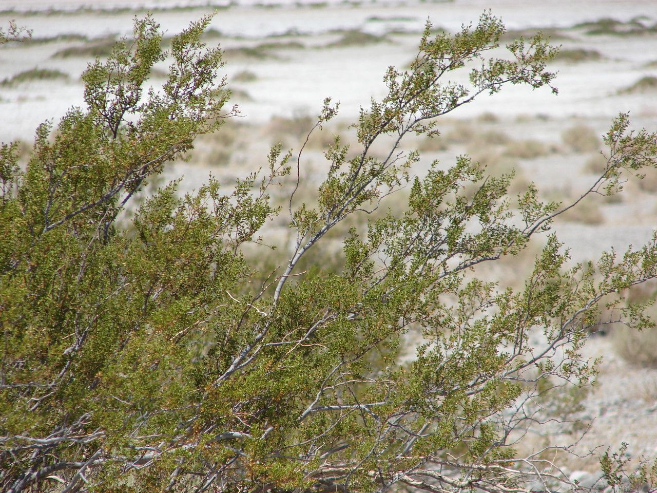 Larrea tridentata — search result for 'Zygophyllaceae'