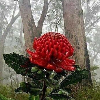 Telopea speciosissima flower